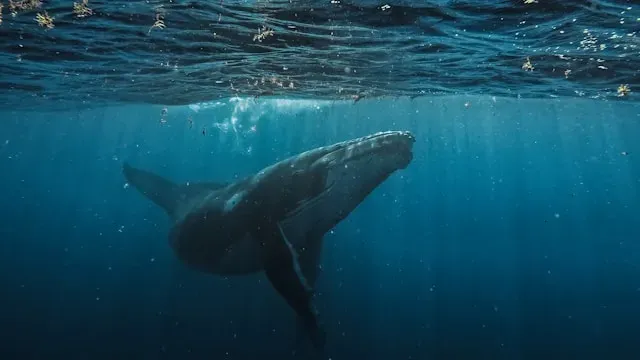 町田そのこさんの「52ヘルツのクジラたち」を読んだ感想 のアイキャッチ画像
