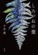 しろがねの葉 表紙
