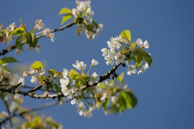 歌野晶午さんの「葉桜の季節に君を想うこと」を読んだ感想 のアイキャッチ画像